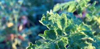ToBRFV, il virus che minaccia pomodoro e peperone: sintomi e difesa