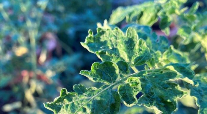 ToBRFV, il virus che minaccia pomodoro e peperone: sintomi e difesa