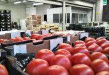 Crisi in Medio Oriente, sui mercati ortofrutticoli prezzi in aumento fino al 32% prezzi ortaggi