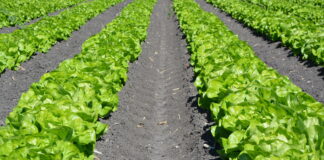 pickpik royalty free