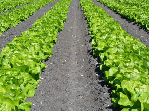 pickpik royalty free