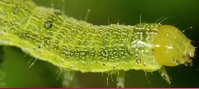 lepidotteri ornamentali