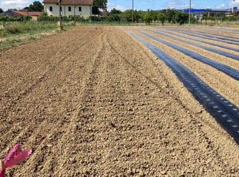 Biofumigazione del suolo positiva per la fragola