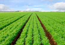 carota dossier fonte adobe stock