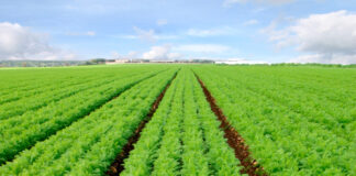 carota dossier fonte adobe stock