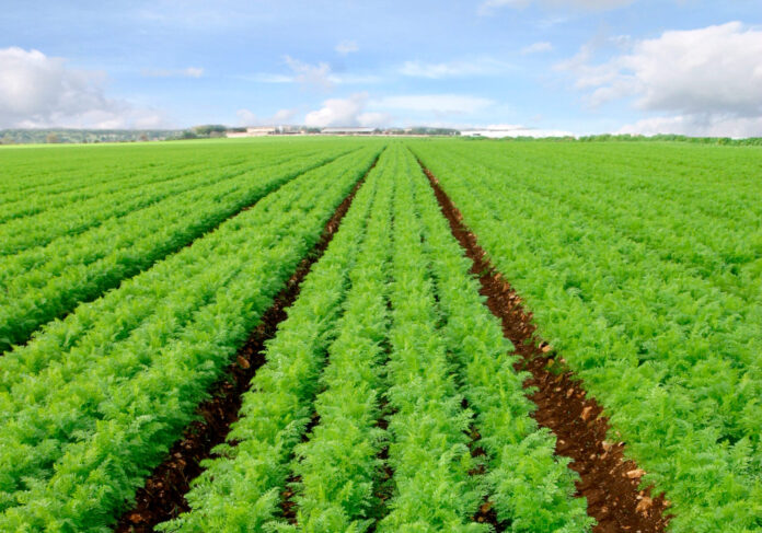 carota dossier fonte adobe stock