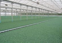 Caro gasolio, vivai sotto pressione: «a rischio la filiera del pomodoro da industria»