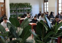 Le piante verdi migliorano l’aria degli ambienti chiusi e la salute umana piante verdi