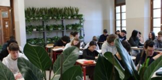 piante verdi