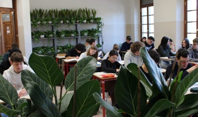 Le piante verdi migliorano l’aria degli ambienti chiusi e la salute umana piante verdi