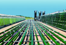 Microalghe, la forza verde di Algaenergy che potenzia le colture orticole