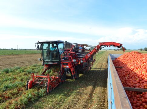 Pomodoro da industria, tecnologie evolute per la raccolta meccanizzata