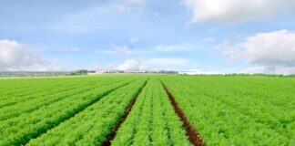 Carota, una filiera forte che cerca più valore