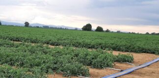 Pomodoro da industria, il futuro è la fertirrigazione di precisione
