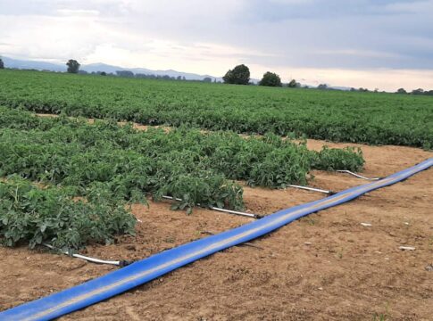 Pomodoro da industria, il futuro è la fertirrigazione di precisione