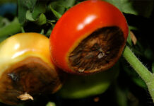 Source Roboflow Universe - Tomatoes