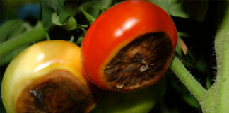 Source Roboflow Universe - Tomatoes