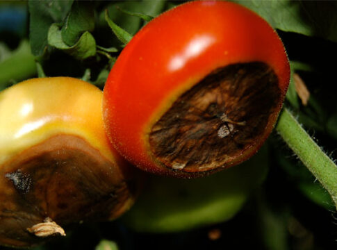 Source Roboflow Universe - Tomatoes