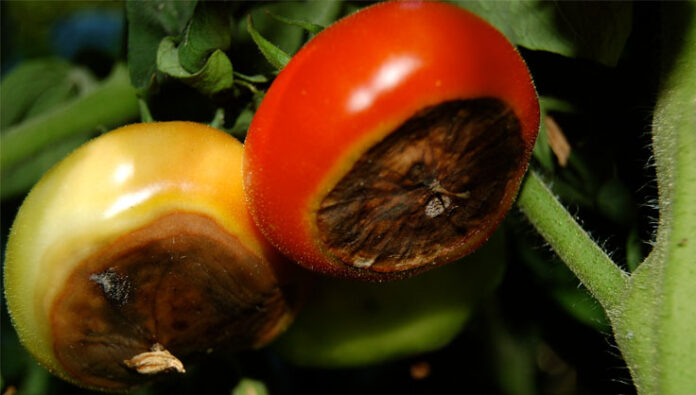 Source Roboflow Universe - Tomatoes
