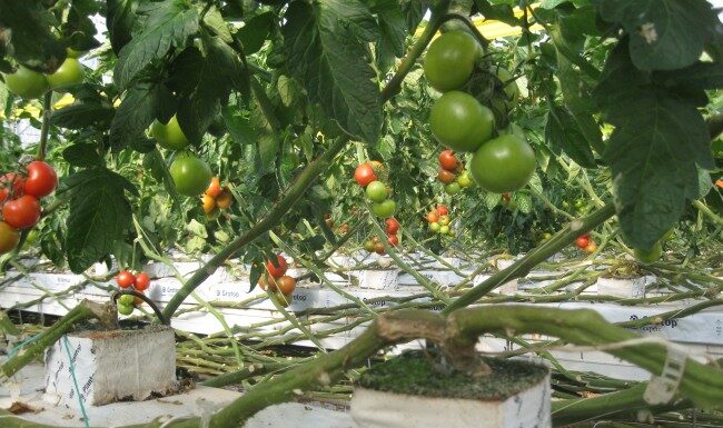 Fuori suolo, il nichel arriva soprattutto dai fertilizzanti nichel