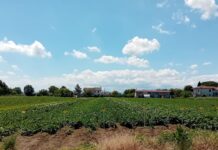 campo patate Romagna