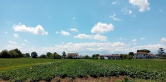Patata di Romagna, la ricerca varietale per costruire una filiera più forte campo patate Romagna