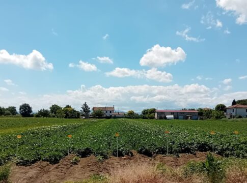 Patata di Romagna, la ricerca varietale per costruire una filiera più forte campo patate Romagna