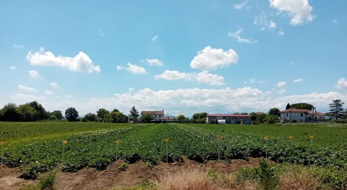 campo patate Romagna