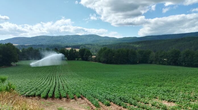 Patata, il tubero-seme estero minaccia la filiera italiana