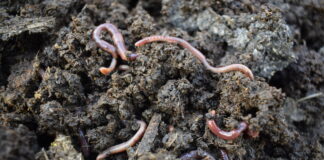 Humus di lombrico per rigenerare i suoli agricoli