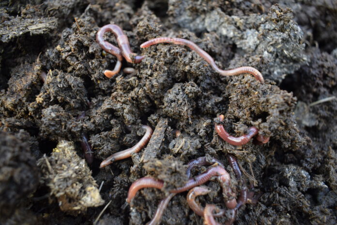 foto 6_reportage_Agrovita