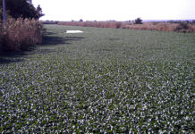 specie vegetali aliene invasive