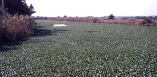 specie vegetali aliene invasive