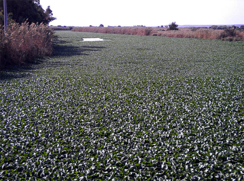 specie vegetali aliene invasive