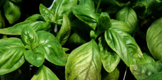 Basilico, contro peronospora autorizzato in emergenza un biofungicida a base di amebe