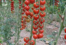 serra pomodoro