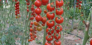 Costi di produzione alle stelle: la serricoltura siciliana chiede misure strutturali al governo serra pomodoro