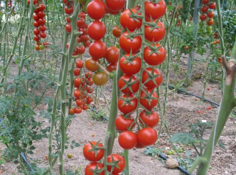 Costi di produzione alle stelle: la serricoltura siciliana chiede misure strutturali al governo serra pomodoro