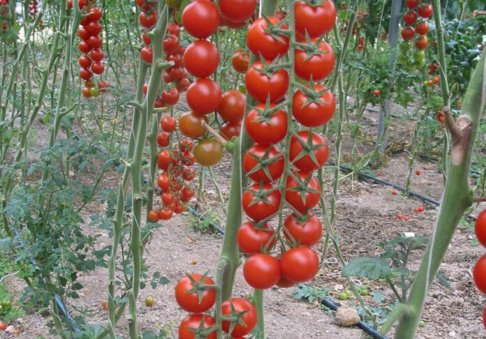 serra pomodoro