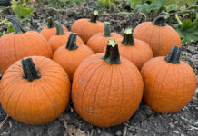 zucche Halloween