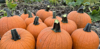 Zucche Halloween, giugno è il mese chiave per le semine zucche Halloween