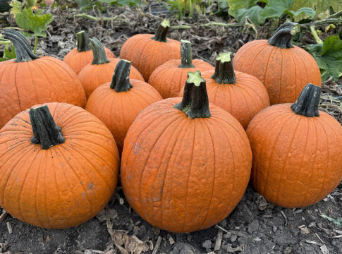 Zucche Halloween, giugno è il mese chiave per le semine zucche Halloween