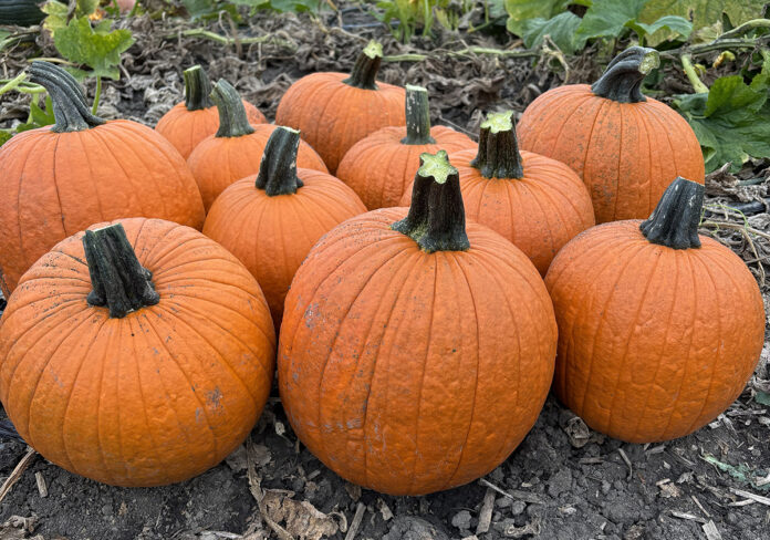 zucche Halloween zucche Halloween