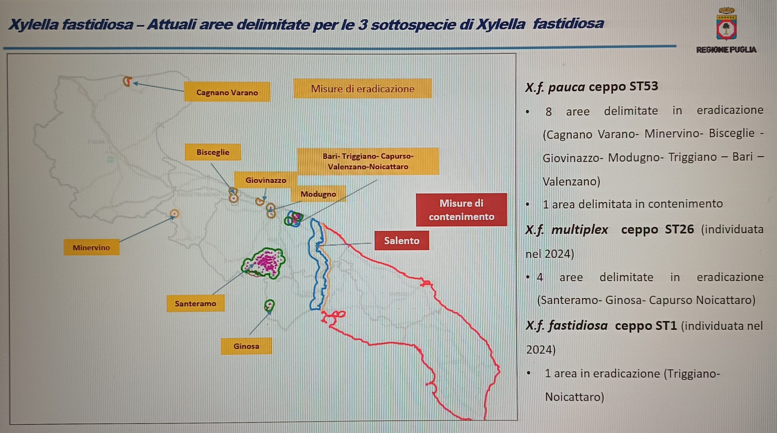 xylella focolai