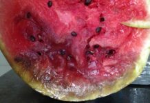 Acidovorax citrulli, come riconoscere e prevenire la maculatura batterica delle cucurbitacee