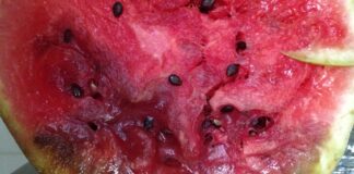 Acidovorax citrulli, come riconoscere e prevenire la maculatura batterica delle cucurbitacee