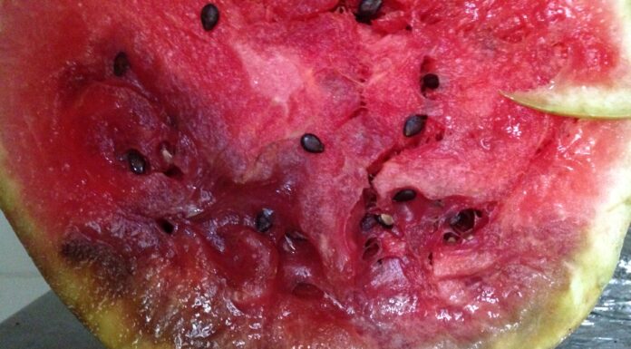 Acidovorax citrulli, come riconoscere e prevenire la maculatura batterica delle cucurbitacee