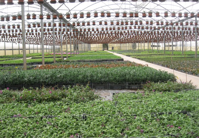 Apertura (Personalizzato) xylella