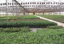 Xylella, i vivaisti chiedono regole più aderenti al rischio vivaismo ornamentale xylella