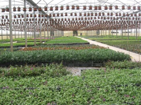 Xylella, i vivaisti chiedono regole più aderenti al rischio vivaismo ornamentale xylella